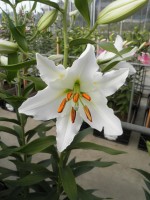 [1840 Kaguya No01.JPG]